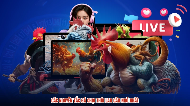 Các nguyên tắc gà chọi Thái Lan cần nhớ nhất